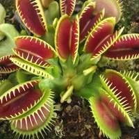 Plantas Carnívoras