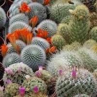 Cactos Coloridos à Venda - Uma Explosão de Cores para o seu Lar!