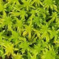 Musgo Terrário - A Beleza Natural em Miniatura para Decorar seu Espaço